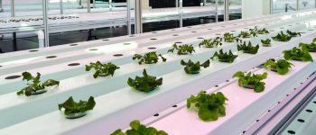 The effect of water salinity on hydroponics plant growth